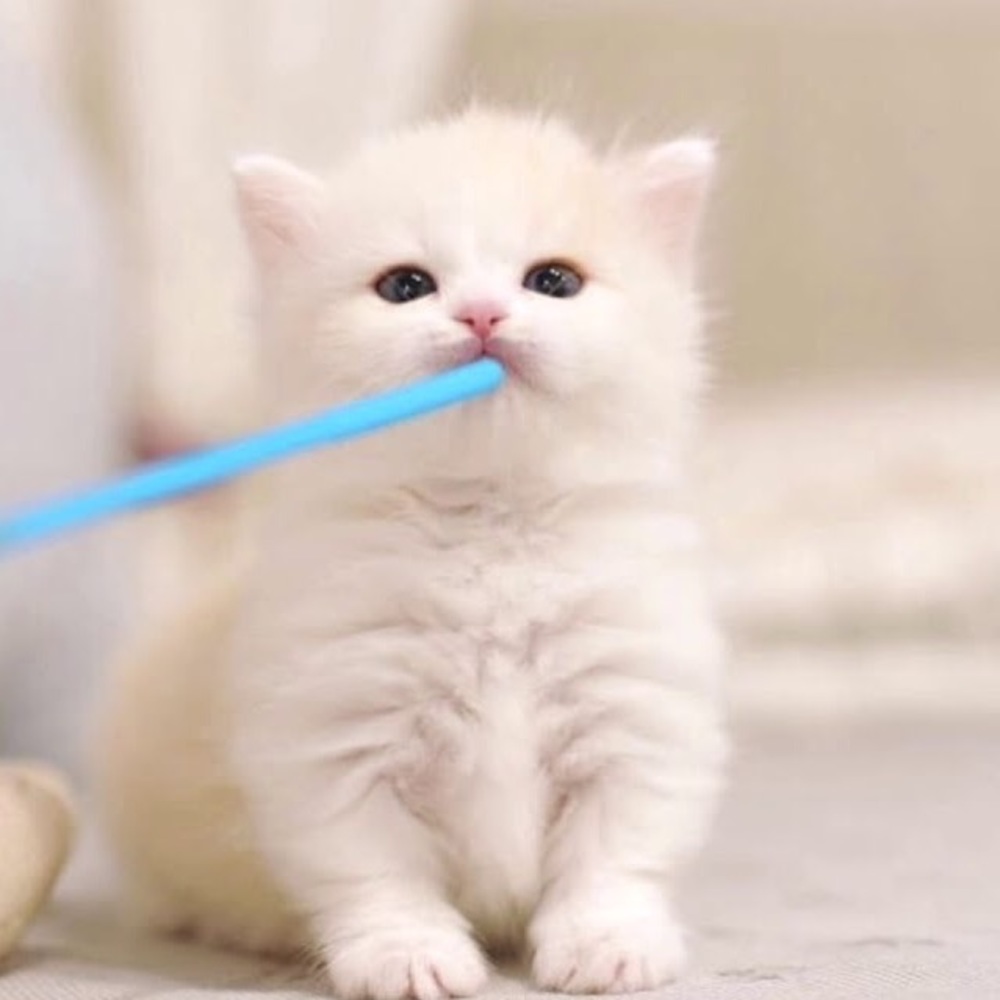 Meet your Posher, Mel